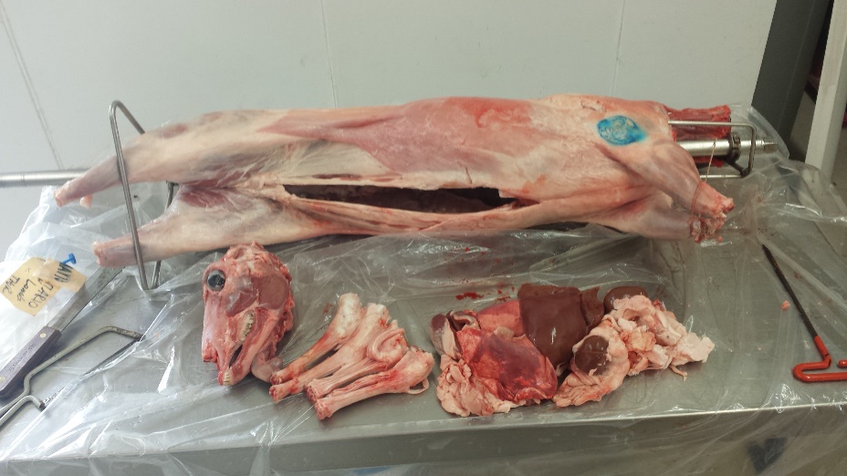 A waw pig surrounded by other raw pig parts